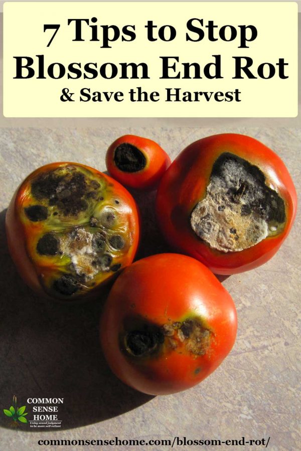 Bottom rot in tomatoes
