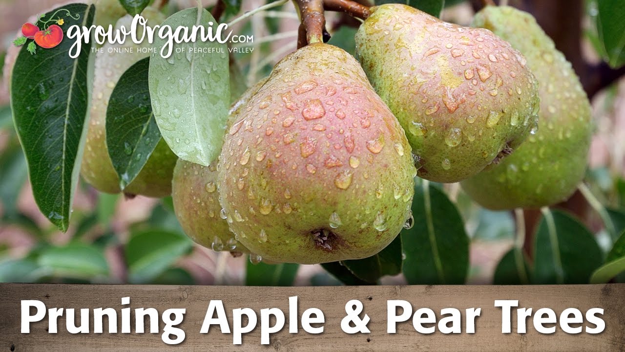 California grown asian pear