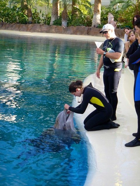 Dolphin trainer oral sex dolfin