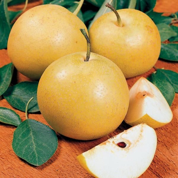 California grown asian pear