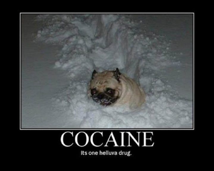 Cocaine funny pictures with captions