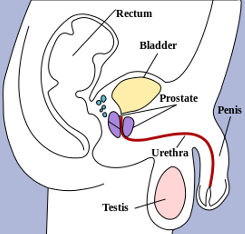 Puberty and penis facts