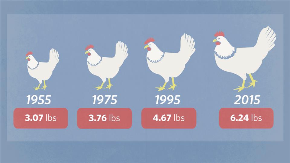 Human breast growth due to chicken