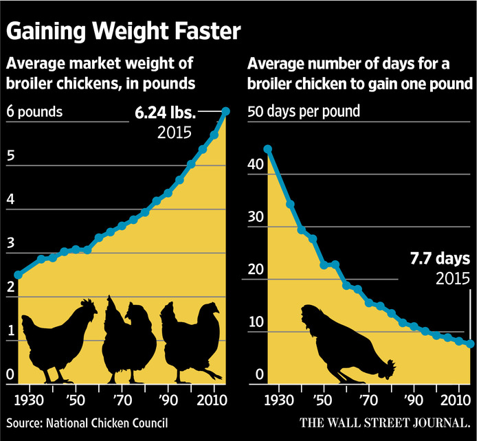 Human breast growth due to chicken