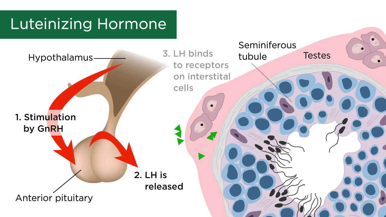 Combined sex hormones meaning