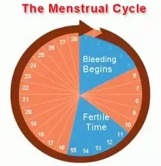 Sex right before period due