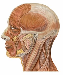 Clinical anatomy of facial muscles