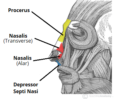 Clinical anatomy of facial muscles