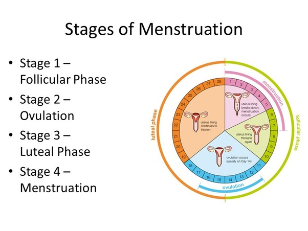 Sex right before period due