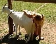 Goat fucking girl porn