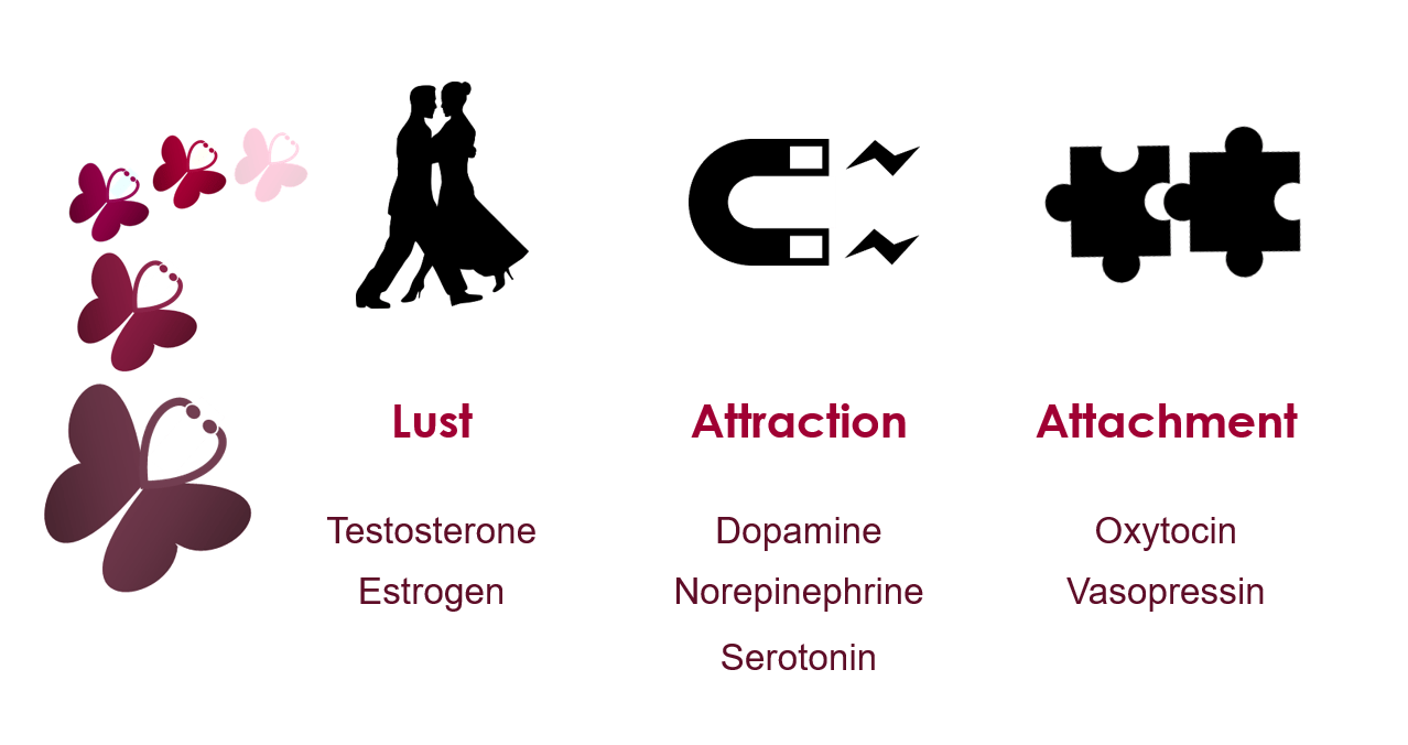 Combined sex hormones meaning
