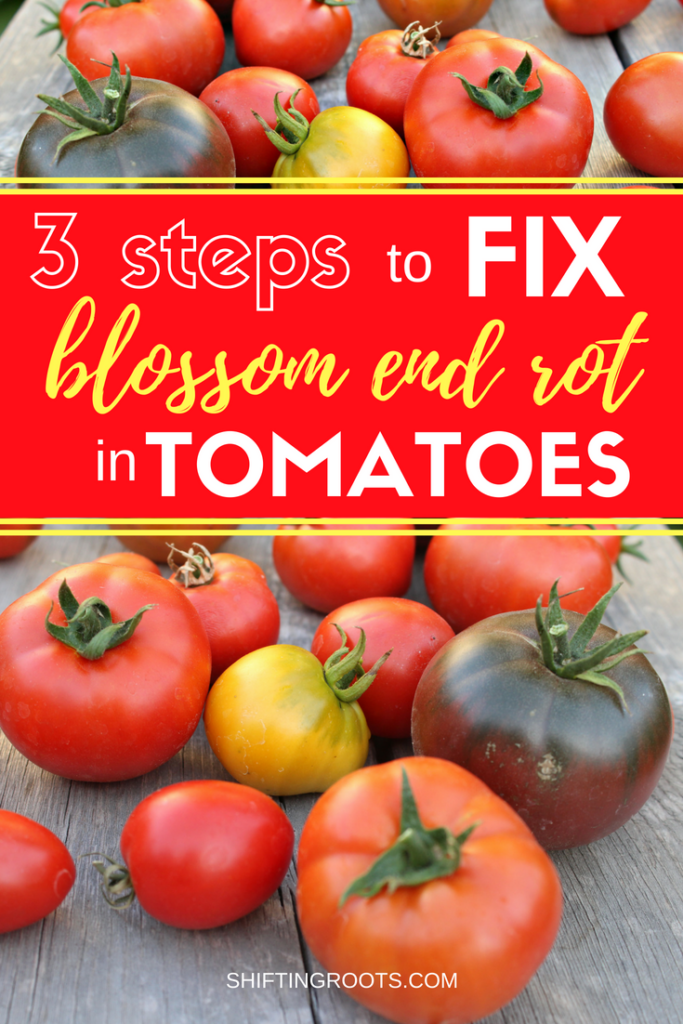 Bottom rot in tomatoes